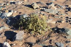 Solanum tomentosum tomentosum