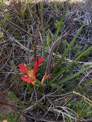 Babiana ringens australis