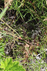 Pelargonium multicaule multicaule