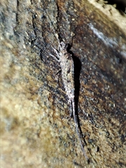 Lepismachilis notata