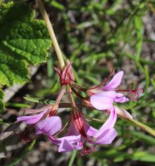 Pelargonium multicaule multicaule