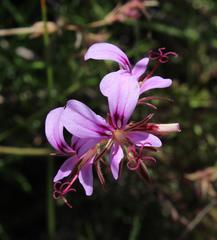 Pelargonium multicaule multicaule