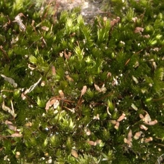 Sematophyllum