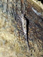 Lepismachilis notata