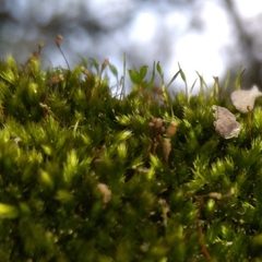Sematophyllum