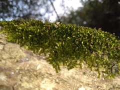Sematophyllum