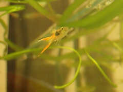 Poecilia wingei