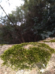 Sematophyllum