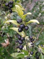 Sarcococca ruscifolia