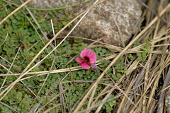 Indigofera longipedicellata image