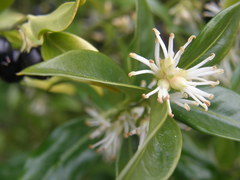 Sarcococca ruscifolia