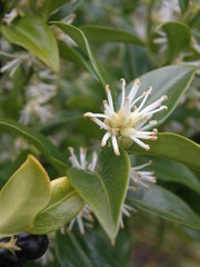 Sarcococca ruscifolia