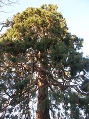 Sequoiadendron giganteum