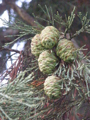 Sequoiadendron giganteum
