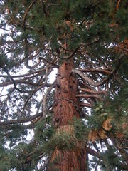 Sequoiadendron giganteum