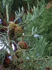 Sequoiadendron giganteum