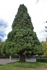 Sequoiadendron giganteum