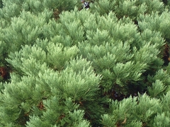 Sequoiadendron giganteum