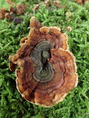 Trametes
