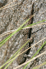 Lygodactylus bernardi