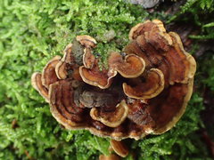 Trametes