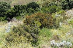 Searsia rigida dentata