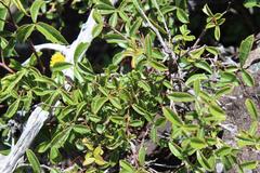 Searsia rigida dentata