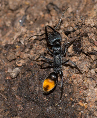 Myrmecia mandibularis