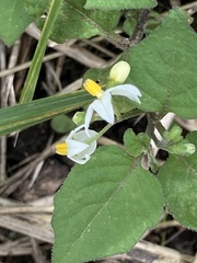 Solanum nigrum