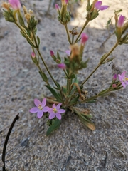 Centaurium littorale