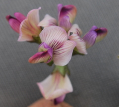 Lessertia pauciflora