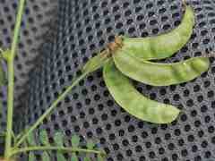 Lessertia pauciflora