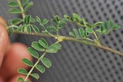 Lessertia pauciflora