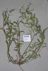 Lessertia pauciflora