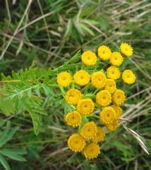 Tanacetum vulgare