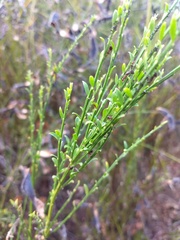 Cytisus scoparius