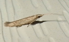 Coleophorinae