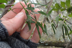 Secamone filiformis