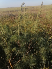 Artemisia abrotanum