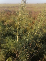 Artemisia abrotanum