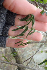 Secamone filiformis