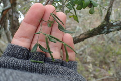 Secamone filiformis
