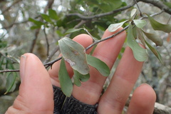 Gymnosporia polyacantha