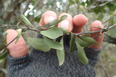 Gymnosporia polyacantha