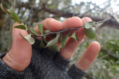 Gymnosporia polyacantha