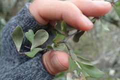 Gymnosporia polyacantha