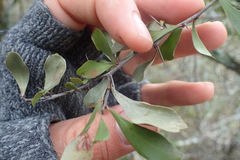 Gymnosporia polyacantha