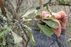 Gymnosporia polyacantha