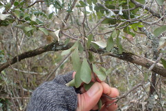 Gymnosporia polyacantha