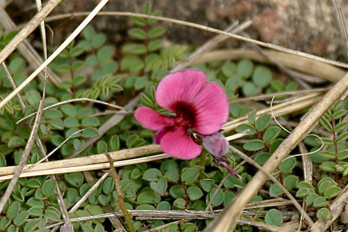 Indigofera longipedicellata image